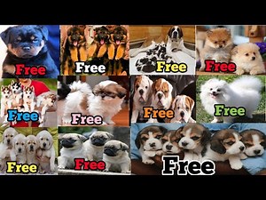 Free Dog Adoption Today Video | Dog Adoption video | Rottweiler, Saint Bernard, Begale, Gsd.. Etc 🤩🤩