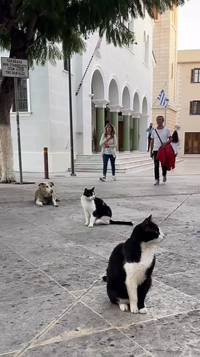 277 reactions · 15 shares | People-friendly and lazy Cats on Crete (Rethymno)  #Crete #CreteIsland #Rethymno #dream_of_crete #cat #cats_of_instagram #greekcats #cats_on_crete Photo: @dream_of_crete | Dream of Crete | Facebook