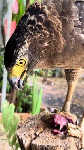 Eagle vs Snake Near the River: Aerial Attack vs Sudden Bite
