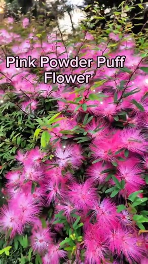 Surinam Powderpuff💕🌿🌸 #flowers #natureflowers #garden #flowershorts