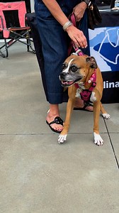 Carolina Boxer Rescue at Crossroads Ford!! | Carolina Boxer Rescue