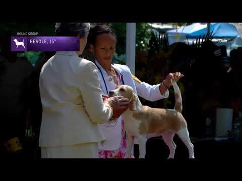 Beagles, Over 13 In. But Not Exceeding 15 In. | Breed Judging 2022