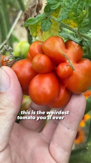 The Reisetomate, or “Traveler’s Tomato,” might just be the strangest yet most fascinating tomato you’ll ever grow! 🍅 Unlike your typical smooth-skinned tomato, this quirky variety is made up of multiple lobes that can be twisted off individually—like nature’s version of a snack pack. The best part? You don’t need a knife to enjoy it, making it the perfect grab-and-go treat while working in the garden. It’s weird, wonderful, and full of flavor! Have you ever grown or tasted one of these? Let’s h