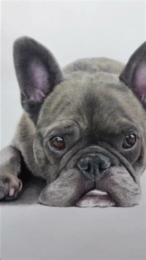 How to Draw a Realistic Dog in Coloured Pencil | Trust the Process