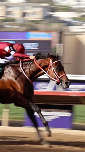 What a race. FOREVER YOUNG #フォーエバーヤング was brilliant in the Breeders' Cup Classic. #BC25 #HorseRacing | FanDuel Racing