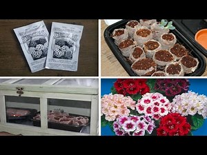 Planting GLOXINIA Seeds | Sinningia Seciosa | Stokes Seeds