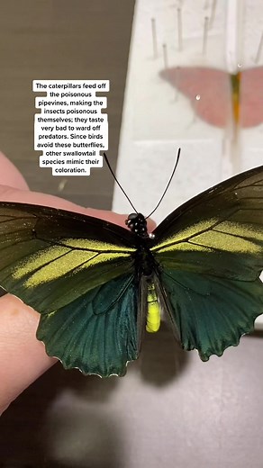 Conoce al Battus crassus, la mariposa venenosa