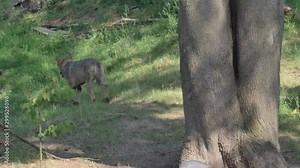 Wild male or female wolf walking or running in the forest green grass summer time close to the trees