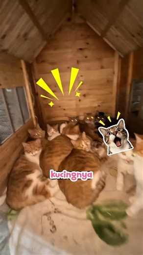 renovation for the sake of the happy cat😽🐾