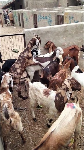 Desert Drama: Aggressive Goat Targets Young Female in the Herd