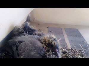 1. “Exploring Incredible India | AK Travels – A Journey Through Nature’s Beauty 🌿🇮🇳”