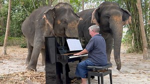 “Cavatina” Makes Elephants Affectionate and Sing“ 'Cavatina' by Stanley Myers for two gentle female elephants. They sang along and became affectionate, gently intertwining their trunks. | Paul Barton