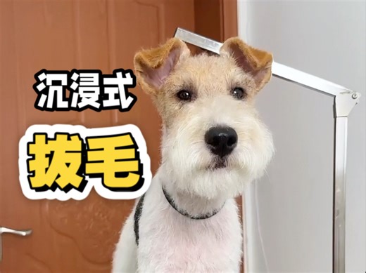 沉浸式拔毛 | 刚毛猎狐梗