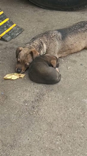 小狗被收养后，过得非常幸福。The puppy has been living a very happy life since being adopted.