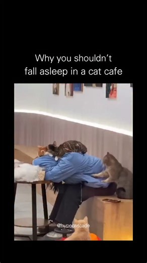 hype cascade |Entertainment on Instagram: "In a cozy cat café adorned with wall art and soft lighting, a person in a blue shirt slumps forward onto a wooden table, seemingly fast asleep with their head resting on folded arms. A curious gray cat approaches from the side, leaping gracefully onto the sleeper’s back and settling down comfortably, its tail flicking lazily as it surveys the room. Nearby, other felines—a striped tabby and an orange one-wander about on the floor, surrounded by small toy