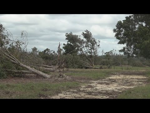 Georgia pecan growers working to assess crop loss after Hurricane Helene damage