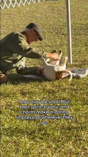 Danish–Swedish Farmdog