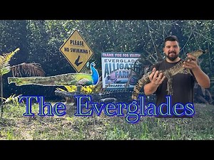Exploring the Everglades Alligator Farm & Epic Airboat Ride Adventure!
