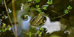 Protecting Wildlife - INT: Island Nature Trust