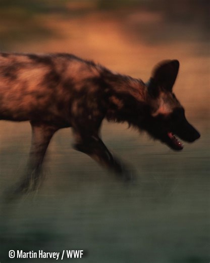 42K views · 52 reactions | WWF on Reels | Facebook