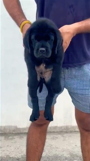 Labrador Puppy Ready for New Home 🐾 Healthy, Active & Friendly 📞 8810623046 Book Today #colliedog