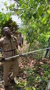 I had the opportunity to launch our dual purpose motorized slashers on Tuesday to enhance cocoa farming. The time is due for our farmers to move from the traditional weeding, burning and use of weedicides to mechanization. We have introduced the dual mechanized slayers for weeding and pruning. This customized machine will aid our farmers to work on larger acreage using little efforts. It is also aimed at making cocoa farming more attractive for the youth whilst saving the natural habitat from ch