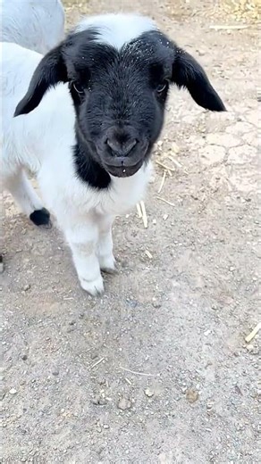I Raised Two Goats as Pets Here s What Happened #BabyAnimals