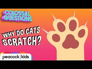 Why Do Cats Love Scratching? | COLOSSAL QUESTIONS