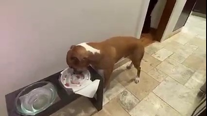 4.9K views · 1.3K reactions | 2023 Calendar Link: https://www.yearbox.com/brewster Good Friday Morning 9/30/2022!! OMD!! MY Dad will be home sometime today and I can give up MY Man of the House duty!! I take MY job seriously and wake MY Mom up during the night to see what’s going on outside with the windows open!! We are going to hang here at the house all day!! Everyone have a GREAT Friday!! | Brewster | Facebook