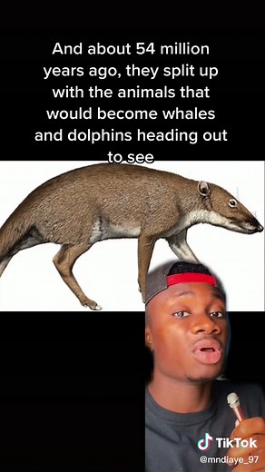 #evolution #science#nature | Dolphins