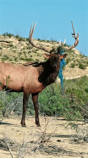 A Powerful Bull Elk During Rut Season #Elk #bullelk #Elkhunting #bowhunting #archery #bowshot #ypp