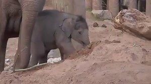 630K views · 1K reactions | This goofball is so precious! | Rumble | Facebook