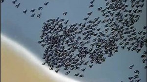 1944 Springtime for Pluto