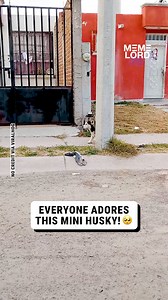 The husky can't get enough of the attention! 😩 | Meme Lord