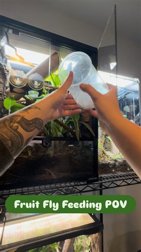 Nicole🦎 on Instagram: "I always find so much peace in caring for my babies:) My neon day gecko and eyespot dwarf gecko get fruit flies 1-2x a week, primarily depending on how many I add in at a time • • • • • #reptile #reptiles #reptilelover #reptilelove #reptilemom #reptilesofinstagram #reptilekeeper #reptilefanatics #gecko #geckos #geckosofinstagram #geckosofig #geckolife #geckolove #geckogram #fruitflies #feeding #bugs #daygecko #microgecko"