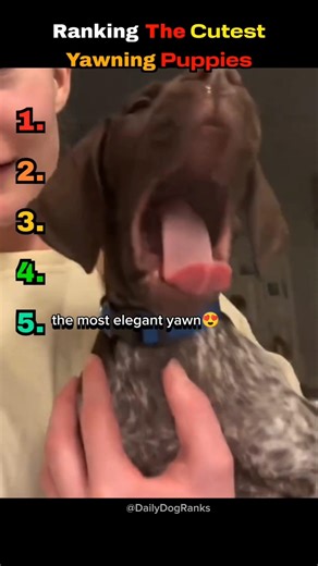 These yawning puppies are too cute🐶🥱🥰#dogranking #cutepuppy #cutedogs #puppymoments #usa