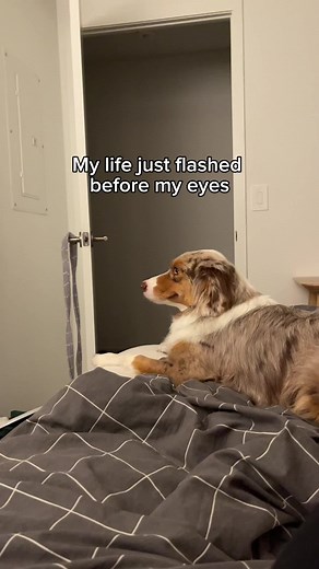 Dog Reacts to Strange Noise - Funny Dog Videos Compilation