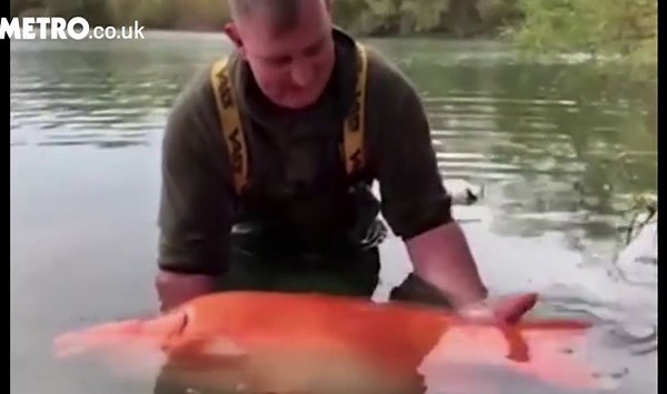 'World's biggest goldfish', The Carrot, released after being fished from French lake