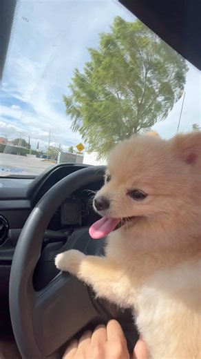 Ahí viene bailando el santa claus ho ho ho #pomeranian