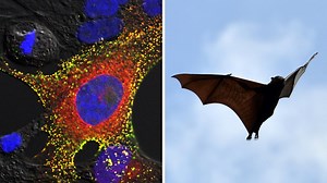 How to protect yourself from deadly Hendra virus