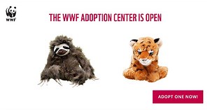 The WWF adoption center is open! Give by 12/14 for delivery by 12/24. Make a gift to protect wildlife and habitats, and we'll send a symbolic adoption kit to say thanks. Choose from 100 species! | World Wildlife Fund