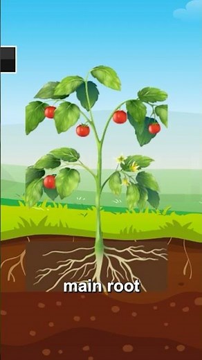 The Root System Explained | Types & Functions of Roots | #Shorts | Power Learn College
