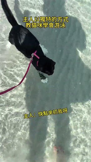 主人教貓咪學游泳 #貓咪