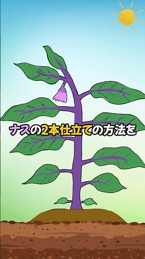Easy for Beginners! A Simple Illustrated Guide to Pruning Eggplants into Two Main Stems, Staking,...