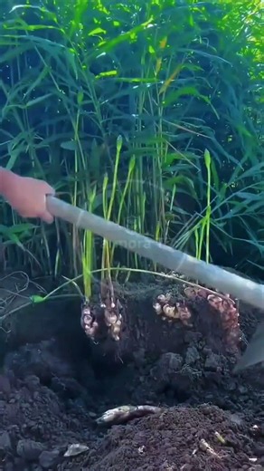 Field Ginger Harvesting: Pickaxe Digging and Root Prying! 🌿🥔 #farmoratv #nature #asmr
