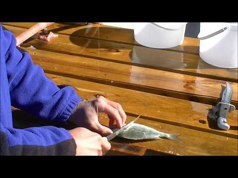 How to Fillet Pinfish