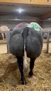 L'embouche bovine | Appui-Conseil à la Demande en Agronomie-ACDA