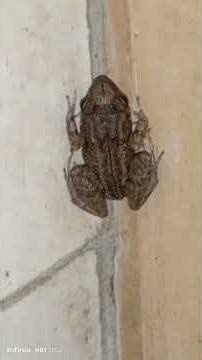 Greenhouse Frog ( Eleutherodactylus Planirostris ) #shorts