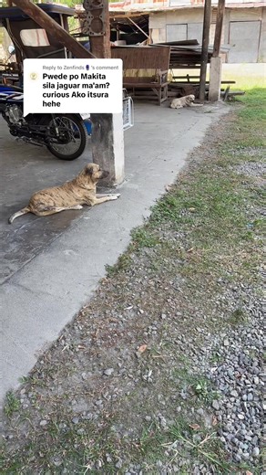 Exploring Jaguar Characteristics and Behavior