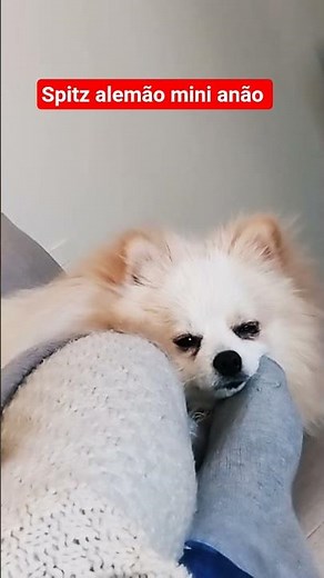 German Spitz Mini Dwarf Dog #mini pet sleeping